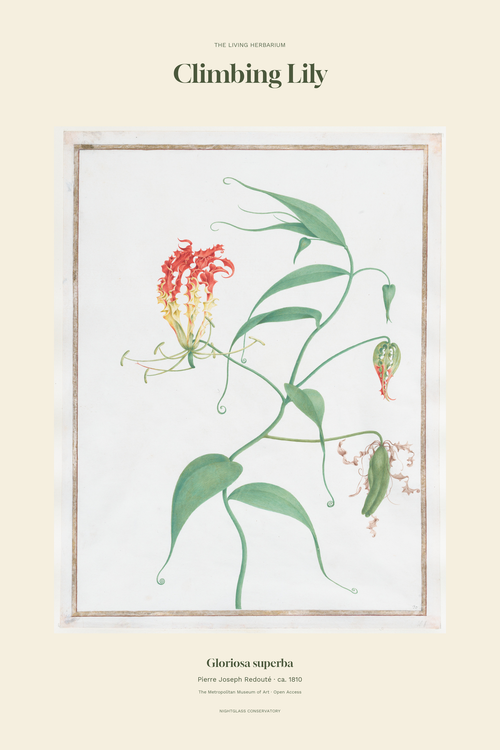 Redouté’s historical Climbing Lily illustration with green curling leaves and flame-coloured flowers in an ivory editorial layout — artwork detail