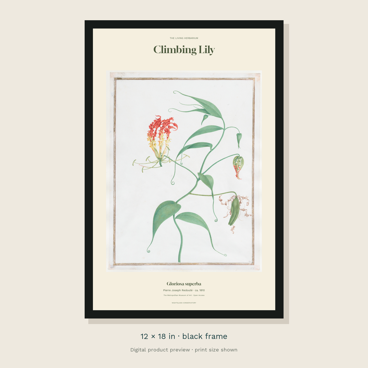 Redouté’s historical Climbing Lily illustration with green curling leaves and flame-coloured flowers in an ivory editorial layout — black framed 12 × 18 inch product preview