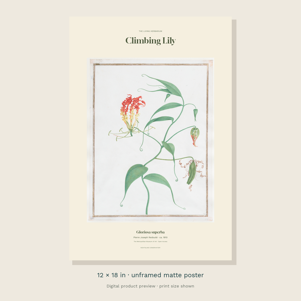 Redouté’s historical Climbing Lily illustration with green curling leaves and flame-coloured flowers in an ivory editorial layout — unframed 12 × 18 inch product preview