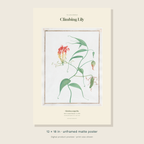 Redouté’s historical Climbing Lily illustration with green curling leaves and flame-coloured flowers in an ivory editorial layout — unframed 12 × 18 inch product preview