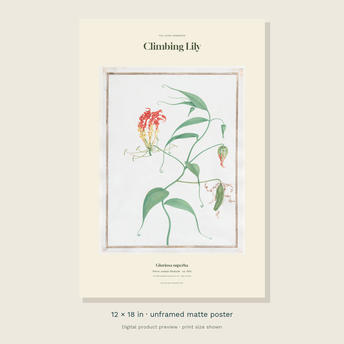 Redouté’s historical Climbing Lily illustration with green curling leaves and flame-coloured flowers in an ivory editorial layout — unframed 12 × 18 inch product preview
